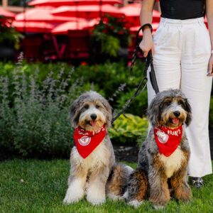 Two fluffy dogs wearing red Gervasi Vineyard bandanas sitting on the lawn outside The Piazza, showcasing the property’s pet-friendly atmosphere.