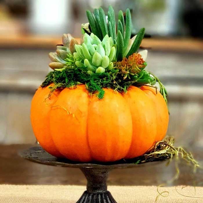 Planted & Poured: Succulent Pumpkin Workshop